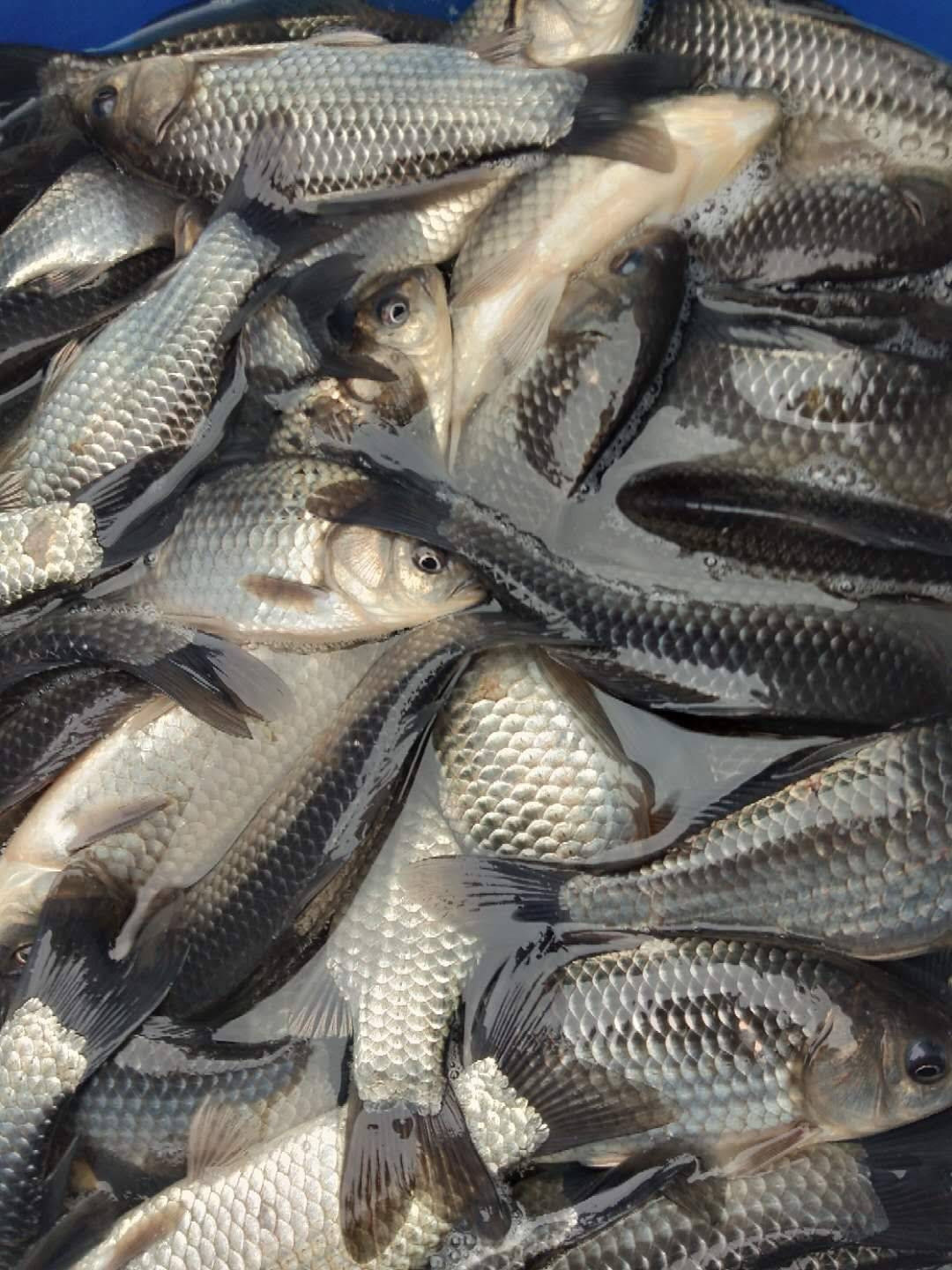 批发新鲜草鱼苗 鲜活食用淡水草鱼 水库野生鱼活鱼当天捕捞