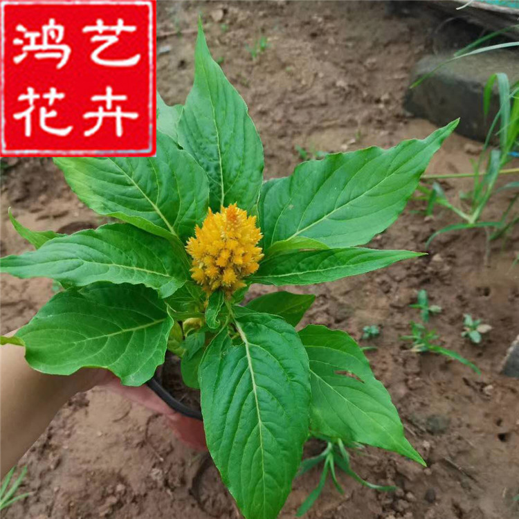 山东价格便宜的鸡冠花苗 红叶鸡冠花苗批发 绿叶鸡冠花种植基地