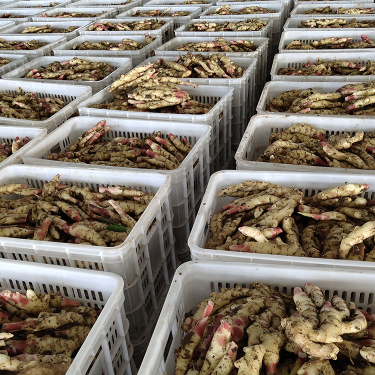 红爪姜新鲜生姜仔姜二斤现挖一件代发鲜姜 红芽嫩姜