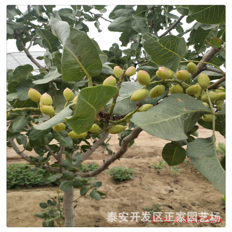 现货出售多规格开心果树苗2021年嫁接开心果树苗价格开心果栽植