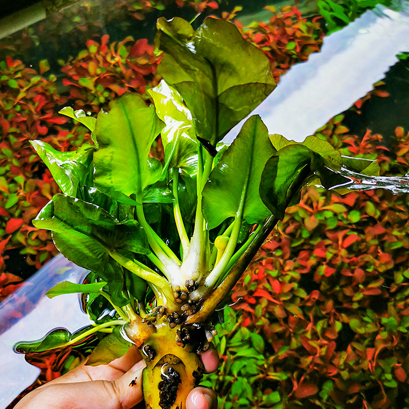 绿荷根青荷根睡莲会开花的水草水族草缸鱼缸活体造景装饰淡水植物