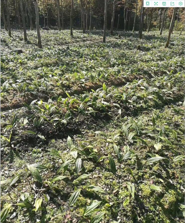 供应批发毛慈菇种苗种植基地直发,量大从优