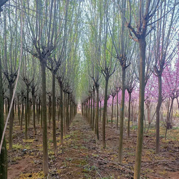 西安基地出售丝棉木/桃叶卫矛 工程乔木丝棉木