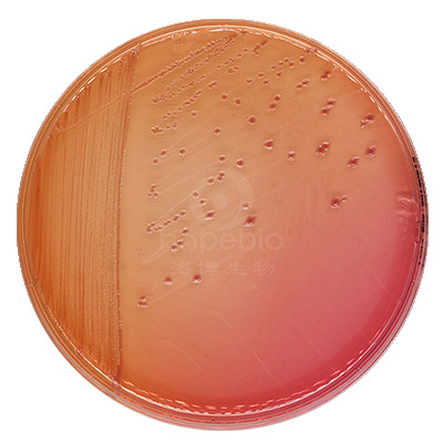 麦康凯琼脂平板(9cm) hbpm016 10个/包 青岛海博生物