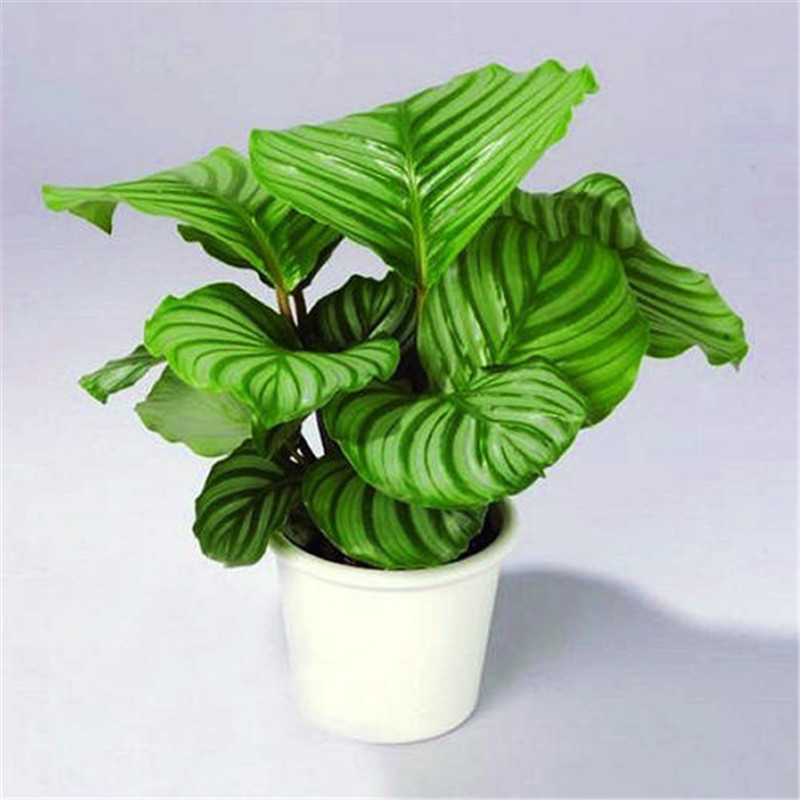 水培植物 青苹果竹芋办公桌办公室内花盆栽水养万年青ins桌面绿植