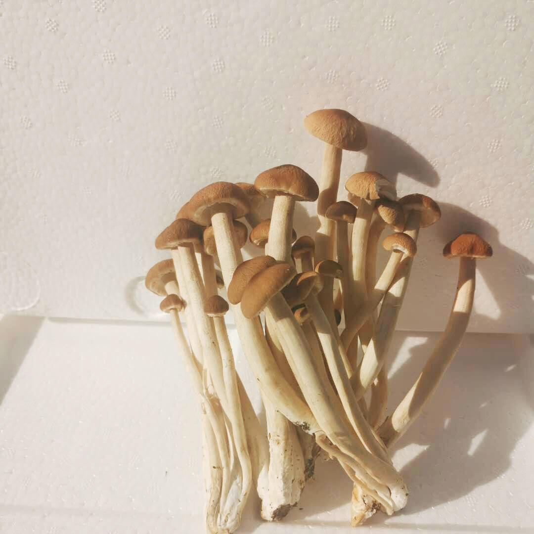 福建古田茶树菇非干货 现摘现发不开伞茶树 新鲜茶树菇批发500g