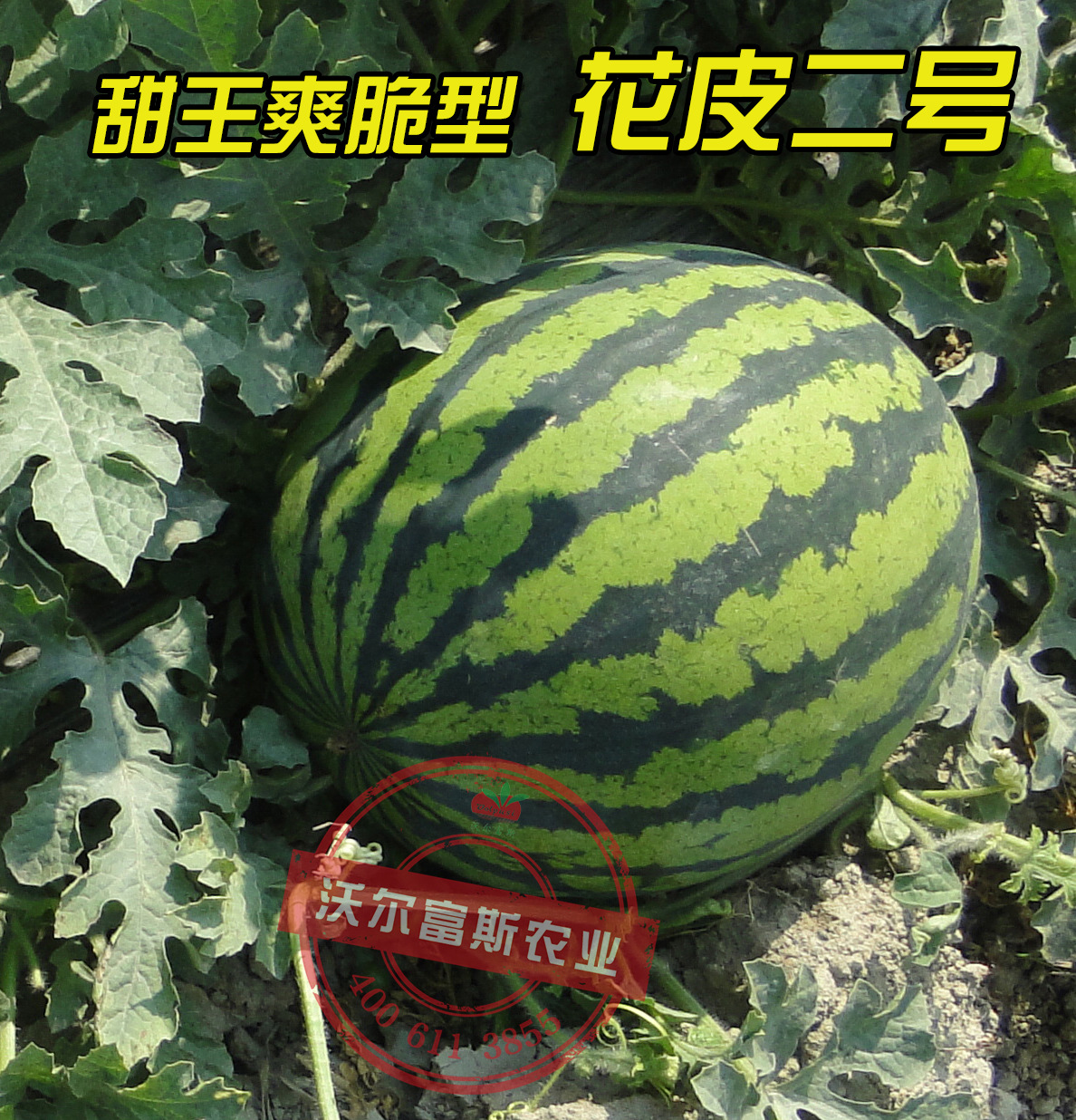 优质甜王西瓜种子【花皮二号】200粒高糖高甜早熟西瓜种子批发