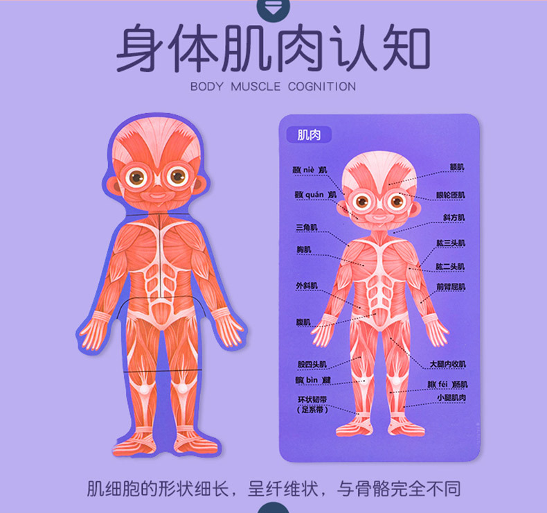 身体结构拼图人体认知拼图男孩女孩儿童3-9安全教育木制益智玩具