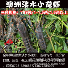 3到4斤冰鲜波士顿龙虾进口波龙 速冻大龙虾超新鲜 加拿大鳌虾包邮