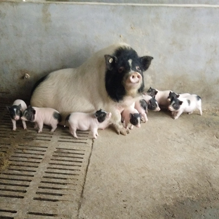 0成交0只广西纯种巴马香猪怀孕母猪 巴马香猪小猪苗