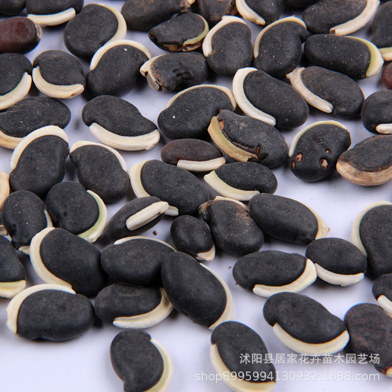 高产早熟绿眉豆种子 家庭早熟蔬菜猪耳朵扁豆角种籽 结荚多豆角种