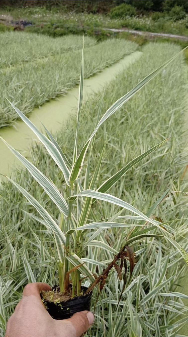 生态浮岛挺水植物宿根花叶芦竹 湿地绿化玉带草 花叶芦竹
