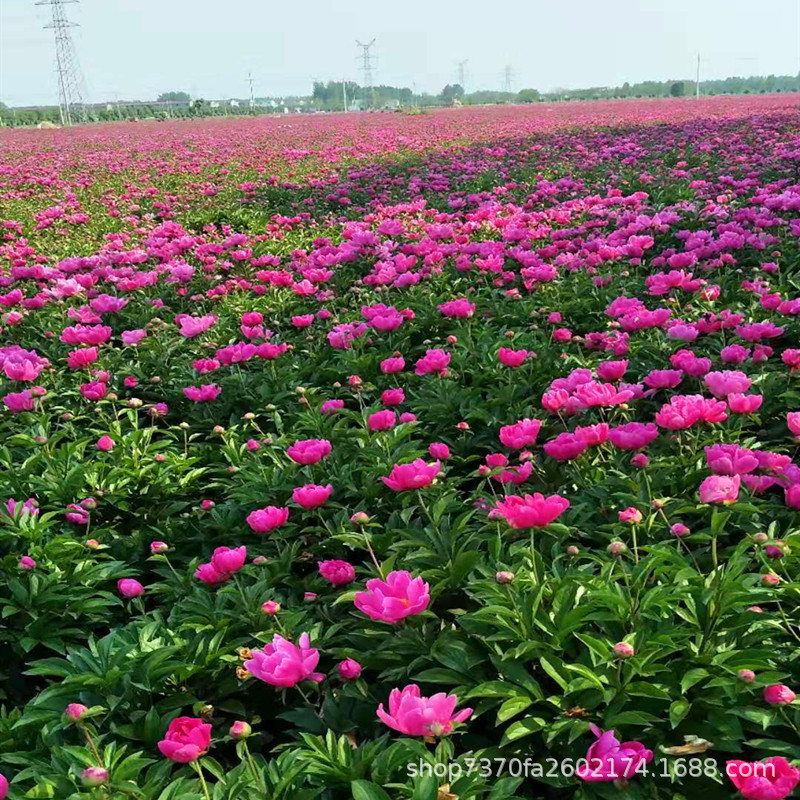 花卉赤芍苗 中药材芍药种苗白芍芽头 赤芍芽头赤芍种根盆栽植物