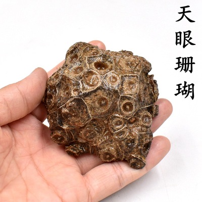 珊瑚石原石腔肠动物天眼珊瑚化石古海洋动物地质科普教学标本