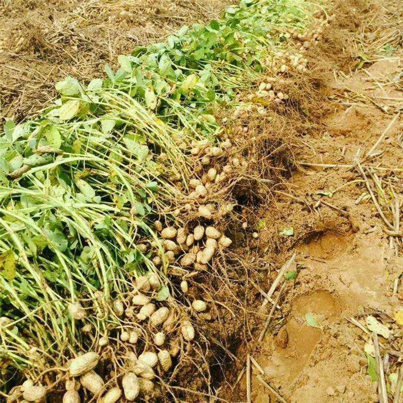 四轮刨花生机器厂家直销链条式不缠秧花生收获机易轴传动收花生机