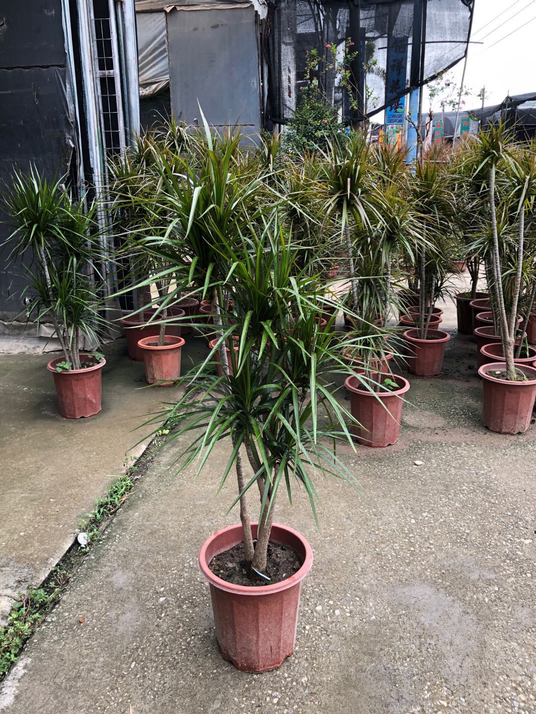 基地直销 马尾铁三色铁七彩铁千年木盆栽龙血树盆景室内观叶植物