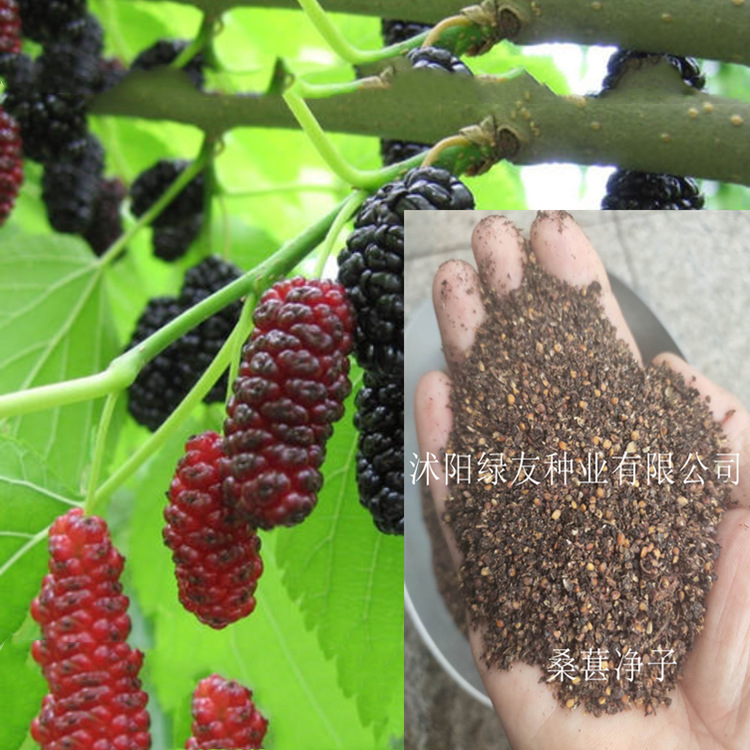 黑莓种子 桑葚 多年生藤本植物