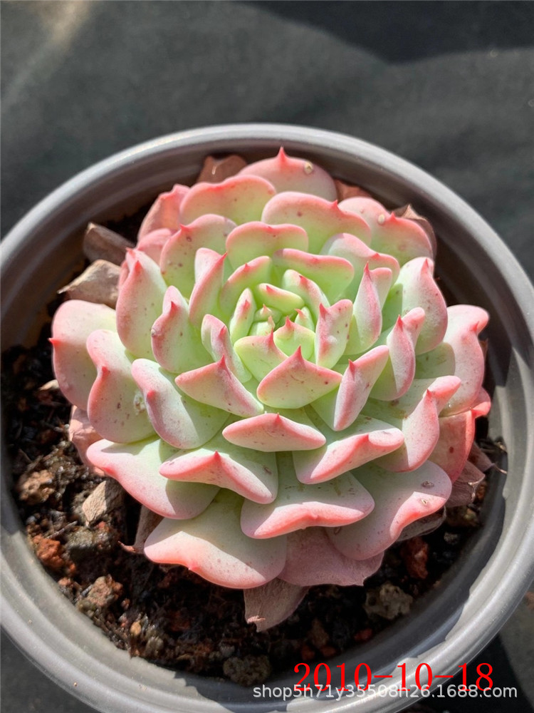 基地批发多肉植物 飞行少年 蓝姬莲群多肉群生品种状态 裸根发