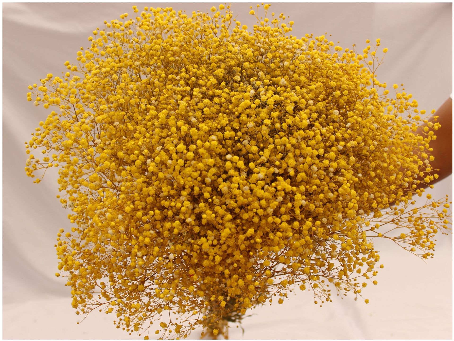 云南干花永生满天星多色家居装饰北欧风批发花材保鲜花花束装饰花