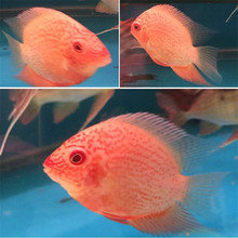 金菠萝喷点菠萝鱼肯梅塔热带鱼活体水族宠物鱼淡水中型鱼活体鱼苗