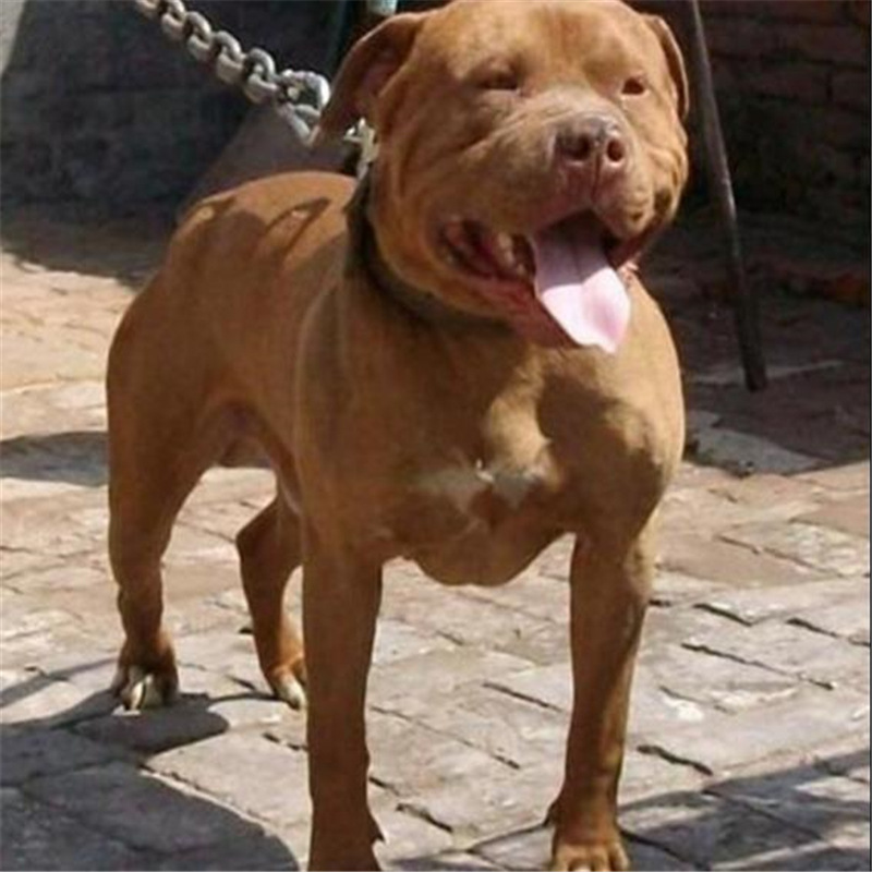 一手货源比特犬幼犬纯种斗犬比特犬活体大体小体巨型比特幼犬幼犬