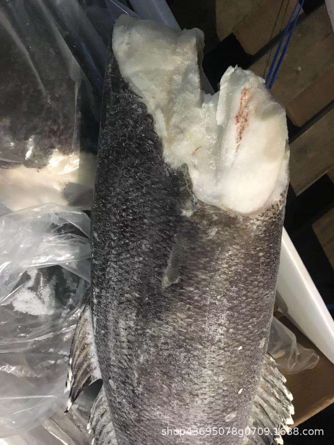 南极深海野生进口法国银鳕鱼 整条银鳕鱼 可代切6-8kg/条拍前联系