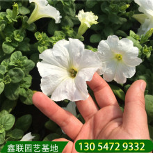 牵牛花青州基地现货 碧冬茄草花批发价  矮牵牛多种颜色供应