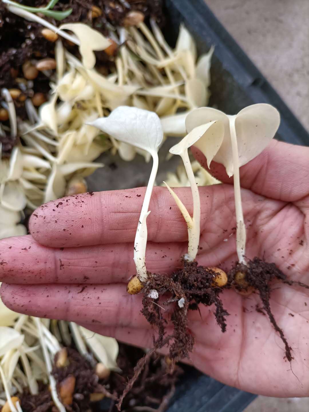 新品推荐龟背黄金竹植物黄金龟背竹种子种苗观叶植物金色龟背叶