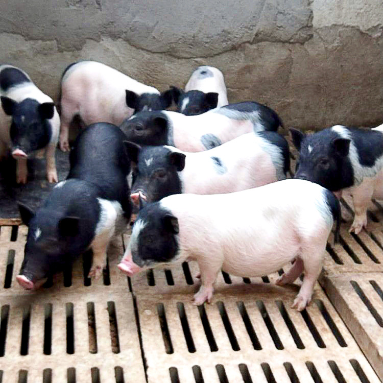 常年出售品种优良的香猪 巴马香猪幼崽 纯种活体小香猪-阿里巴巴