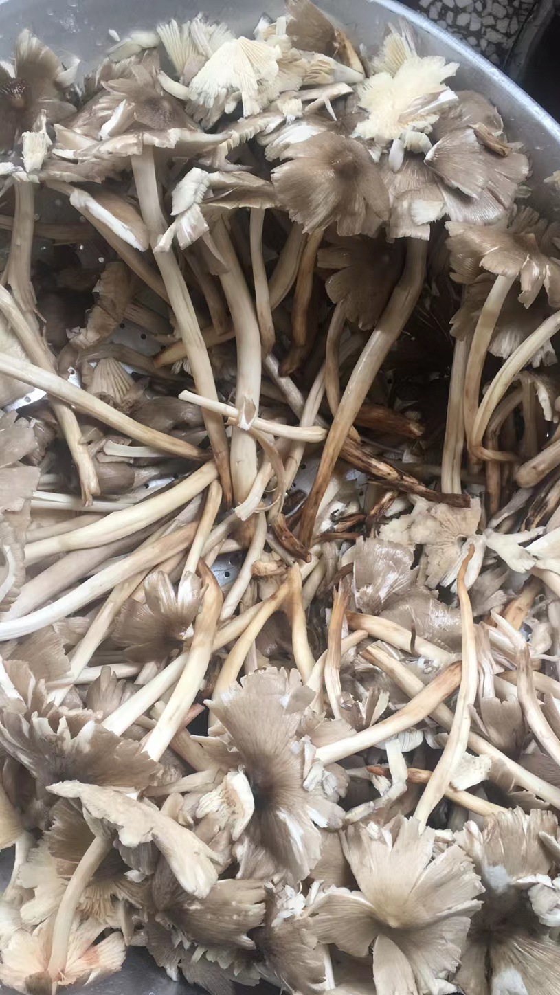 云南特产油鸡枞1千克火把鸡枞鸡枞油即食鸡枞菌