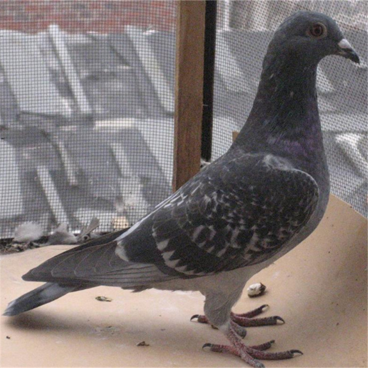 白羽王鸽子 常年养殖出售种鸽子信鸽落地王批发 银灰王鸽多少钱
