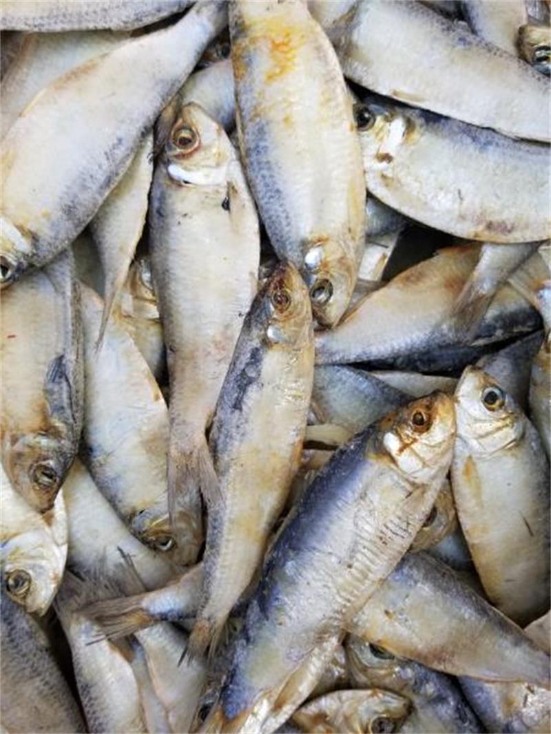 新晒青岛青板鱼青皮鱼燕子鱼青眼鱼小咸鱼干自晒干货