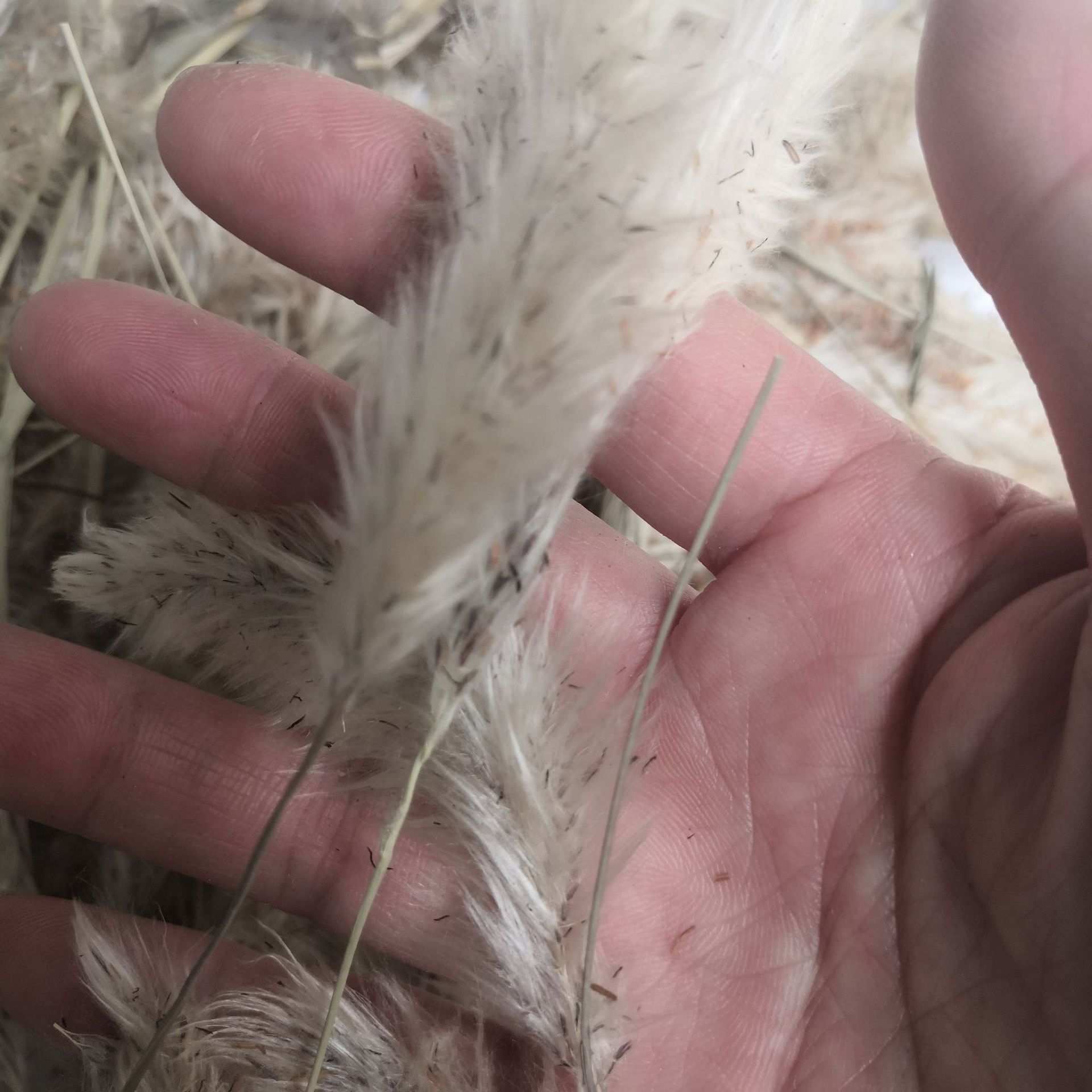 中药材白毛花 白茅花 菅花 茅花 茅盔花 茅针花 实物拍摄