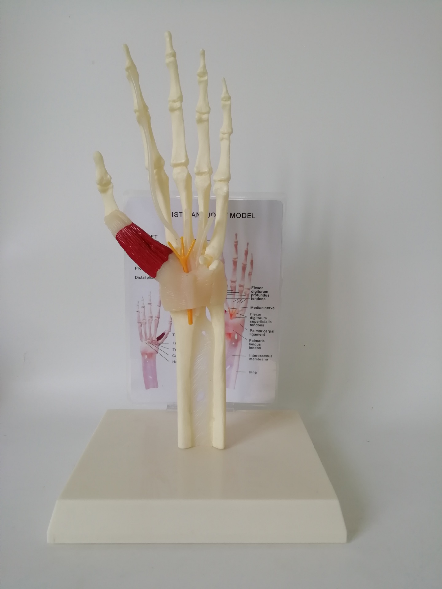 手关节模型 肌肉 肌腱 骨骼 神经 人体骨骼模型