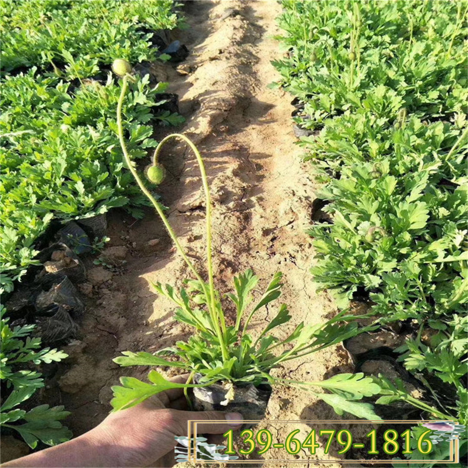 冰岛虞美人盆苗 东方虞美人小杯苗 玉美人花海设计青州供应花苗