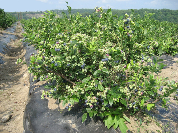 智贝主图_3蓝莓苗蓝莓树果苗盆栽阳台特大南方北方庭院种植地
