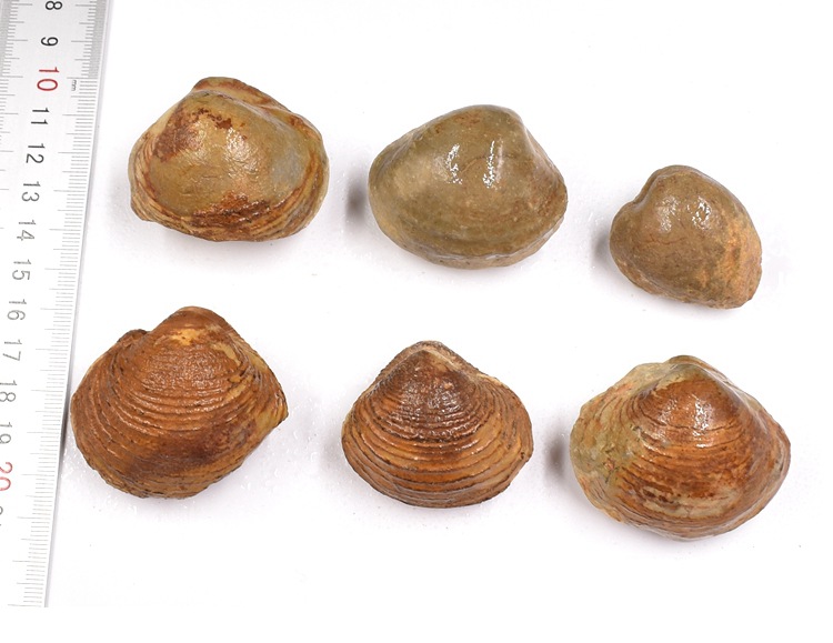 蛤蜊海蚬化石贝壳化石双壳动物河蚌化石地质科普教学标本摆件