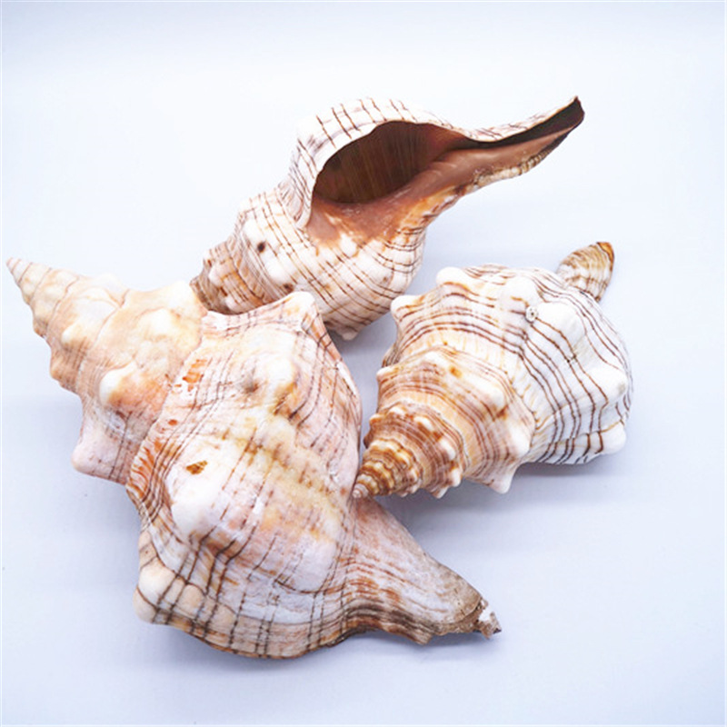 厂家大羊角螺 大赤玄螺大贝壳 创意装饰家居摆设听大海的声音
