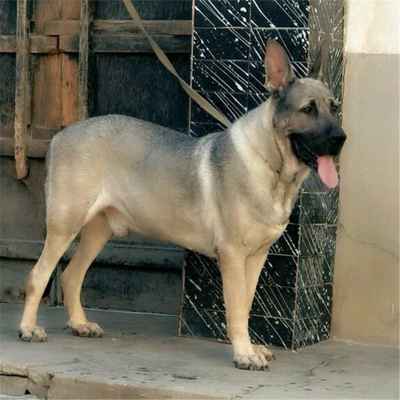 纯种狼青犬活体幼犬小奶狗大骨架真犬狼青昆明犬活体家养狼犬青犬