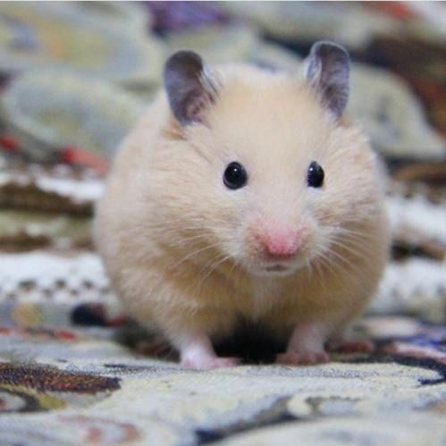 仓鼠活物金丝熊活物奶牛眼圈虎纹眼线纯银杂银熊宝宝活体批发