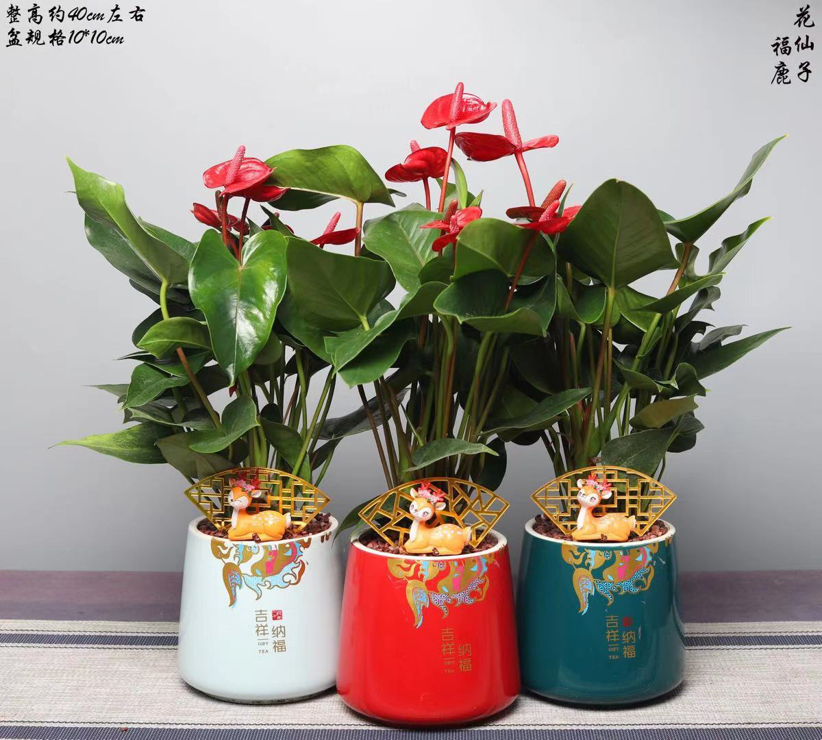 批发 四季开花室内小娇红掌 桌面观花植物 花卉绿植盆栽-阿里巴巴