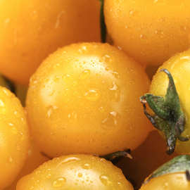 产地货源发货迷彩圣女果 彩色圣女果5斤装 酸甜可口小西红柿