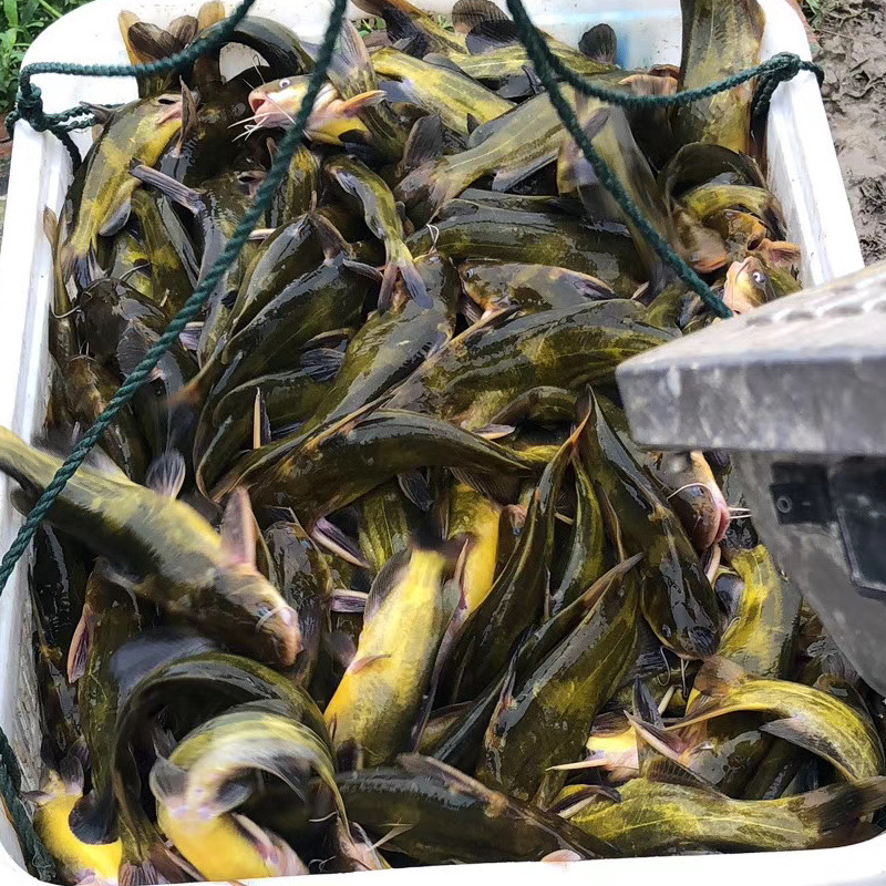 大量出售 优质黄颡鱼 黄辣丁鱼 黄骨鱼 杂交黄颡鱼批发淡水鱼养殖