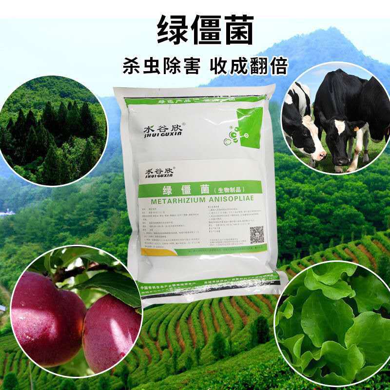 水谷欣金龟子绿僵菌 树虫 果树 农作物微生物菌剂 绿僵菌 1000克