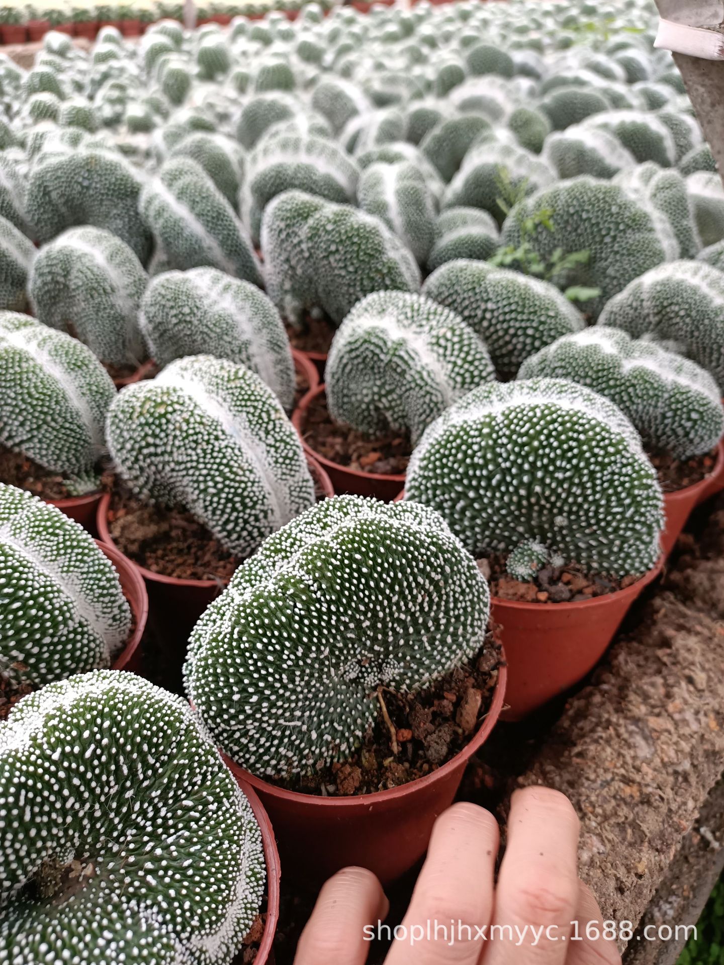 松露玉缀化(8公分左右)