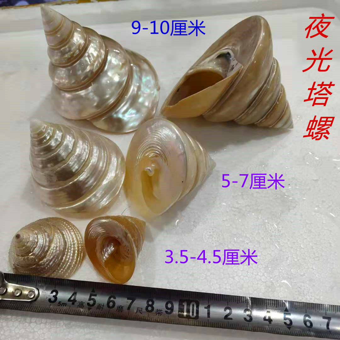 夜光螺 荧光塔螺 海螺贝壳 去皮海螺橱窗摆件收藏螺货源直销