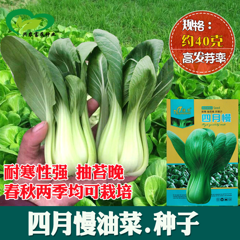 四月慢油菜种子 农田菜园阳台耐寒纤维少耐抽苔上海青蔬菜籽
