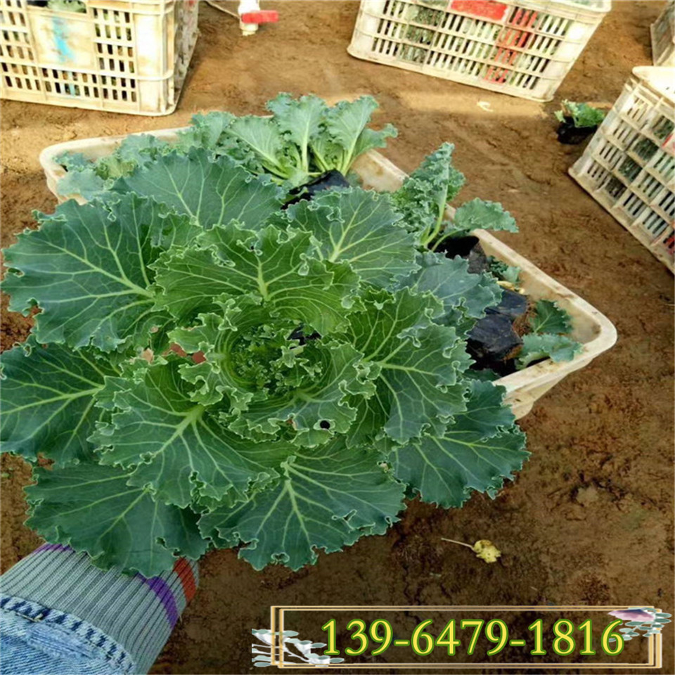 冬季花卉羽衣甘蓝杯苗价格 批发羽衣甘蓝紫色 白色苗
