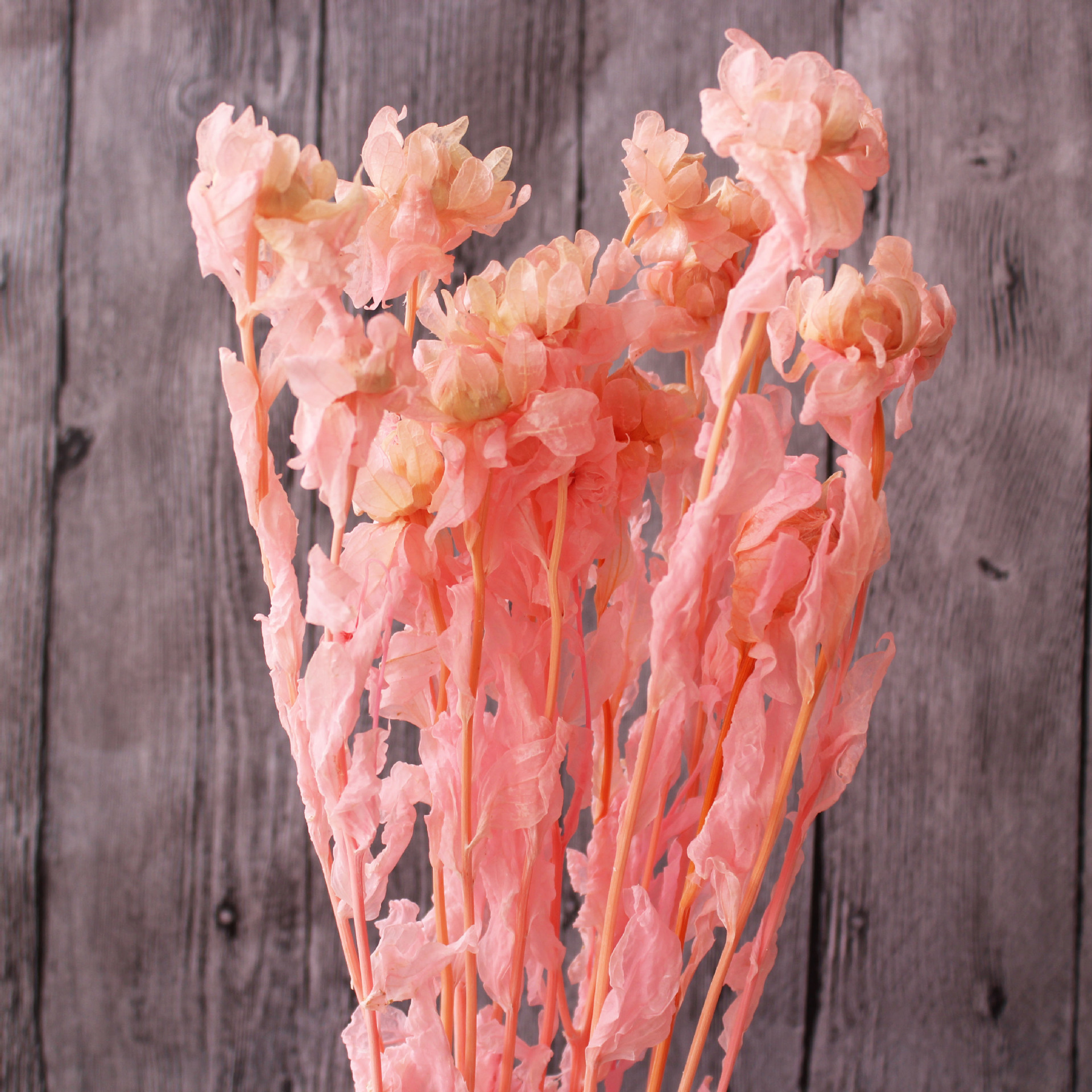 橙菠萝永生花藏红花长久保鲜diy材料云南花材基地直销