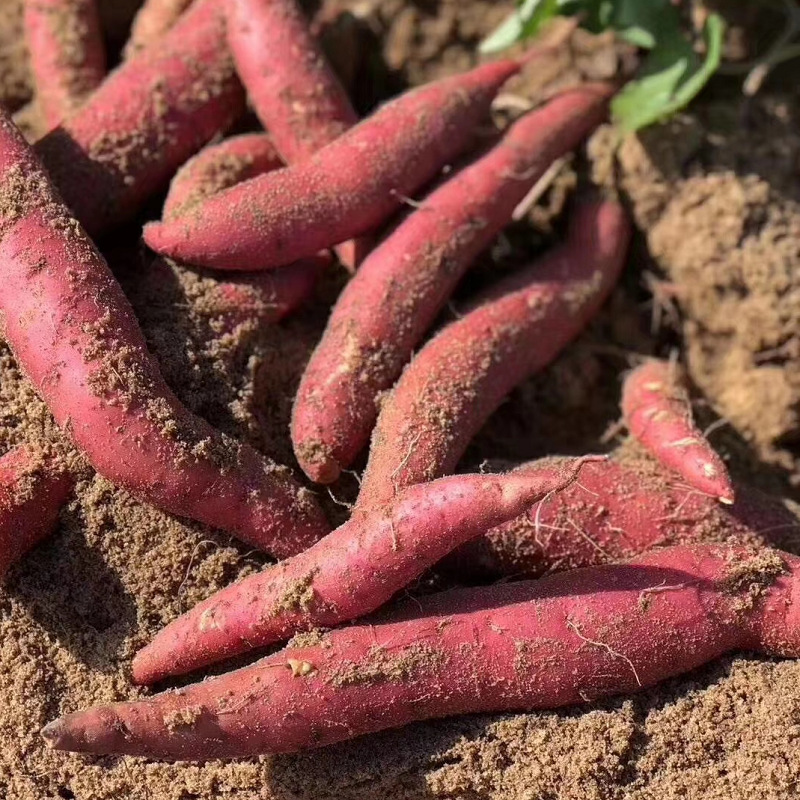 六鳌沙地大叶红地瓜红蜜薯大果5斤现挖新鲜红薯一件代发